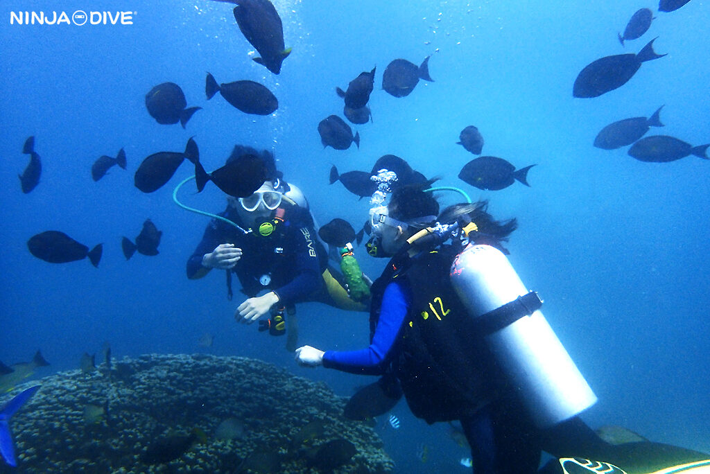 NINJA DIVE 忍者ダイブ 貸し切り プライベート チャーター ファンダイビング ボートダイビング ビーチダイビング シュノーケリング グアム ダイビング ビギナー 初心者 少人数 ブランク ビギナー カップル 2ビーチ体験ダイビング お魚いっぱい サメ