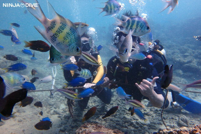 NINJA DIVE 忍者ダイブ 貸し切り プライベート ビーチダイビング グアム 体験ダイビング ビギナー 初心者 ダイビングショップ お魚いっぱい カップル アウトハウスビーチ 沈飛行機 バルボンバー レックダイビング