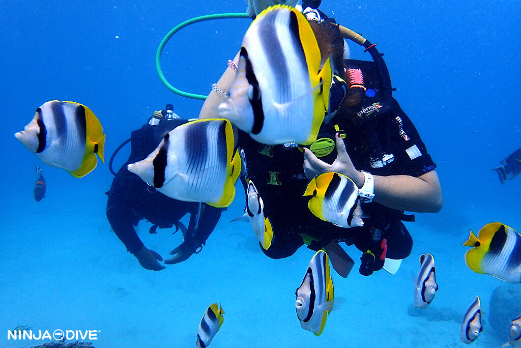 NINJA DIVE 忍者ダイブ 貸し切り プライベート ビーチダイビング グアム 体験ダイビング ビギナー 初心者 ダイビングショップ お魚いっぱい カップル ご年配