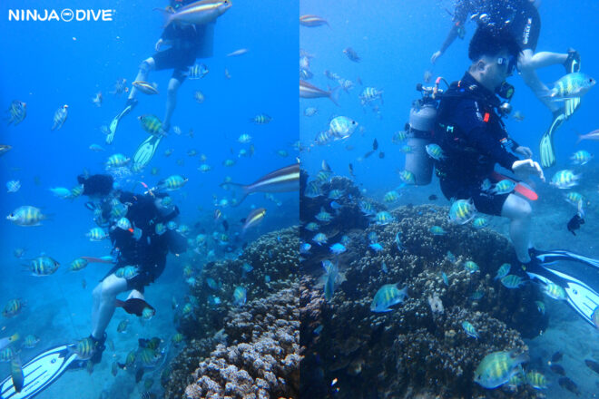 NINJA DIVE 忍者ダイブ 貸し切り プライベート ビーチダイビング グアム 体験ダイビング ビギナー 初心者 ダイビングショップ お魚いっぱい 卒業旅行 男子旅