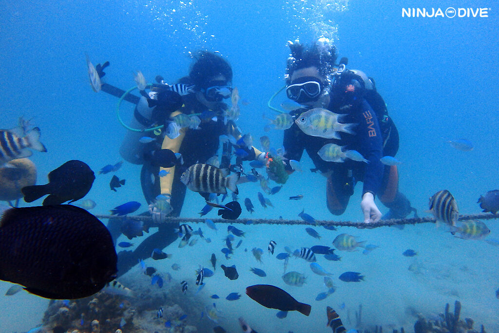 NINJA DIVE 忍者ダイブ 貸し切り プライベート ビーチダイビング グアム 体験ダイビング ビギナー 初心者 ダイビングショップ お魚いっぱい カップル 新婚旅行