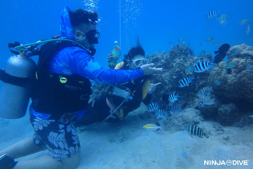 NINJA DIVE 忍者ダイブ 貸し切り プライベート ビーチダイビング グアム 体験ダイビング ビギナー 初心者 ダイビングショップ お魚いっぱい カップル 新婚旅行