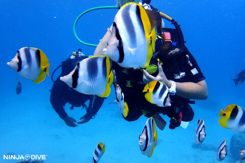 NINJA DIVE 忍者ダイブ 貸し切り プライベート ビーチダイビング グアム 体験ダイビング ビギナー 初心者 ダイビングショップ お魚いっぱい カップル ご年配