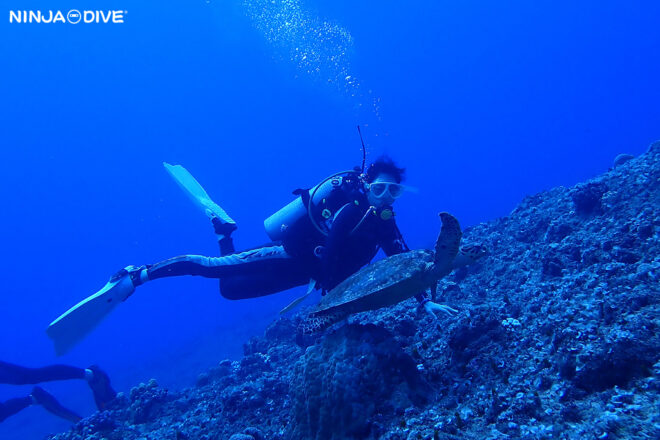 NINJA DIVE 忍者ダイブ 貸し切り プライベート チャーター ファンダイビング ボートダイビング ビーチダイビング シュノーケリング グアム ダイビング ビギナー 初心者 少人数 ブランク ビギナー おひとりさま 新婚旅行 クレバス バラクーダロック